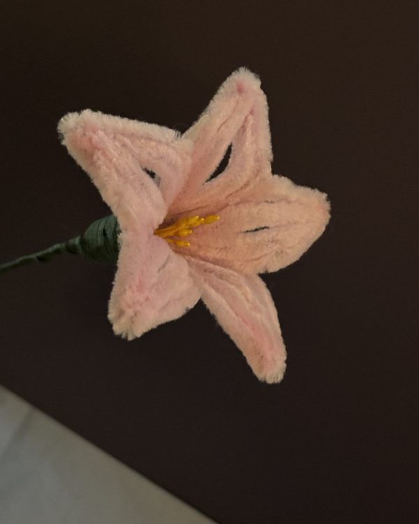 Blooming Lily Stem