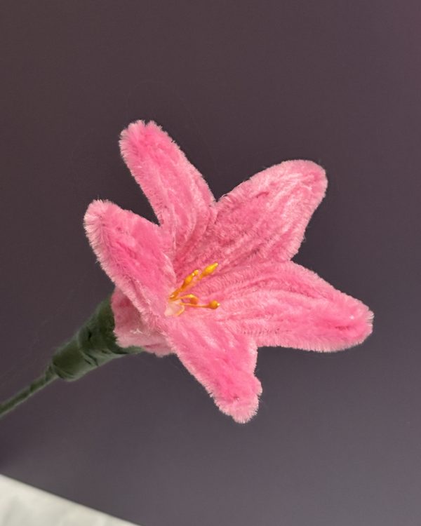 Blooming Lily Stem